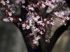 cherry blossom's Avatar