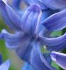 Hyacinth's Avatar