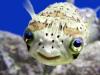 Puffer Fish's Avatar